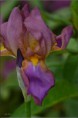 /album/fleurs-dun-jardin-2015/dsc-5245-copie-jpg/
